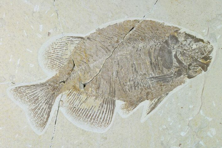 Bargain Phareodus Fish Fossil - Uncommon Species #138583